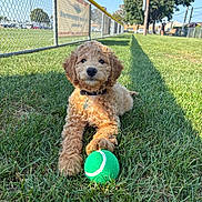 Levi is registered to the contest to win money with this photo: dog, puppy, grass, tennis_ball, outdoor, sunny, fence, collar, pet, animal, cute, playing, park, summer, nature, greenery, canine, daytime, fur, young