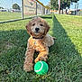 dog, puppy, grass, tennis_ball, outdoor, sunny, fence, collar, pet, animal, cute, playing, park, summer, nature, greenery, canine, daytime, fur, young