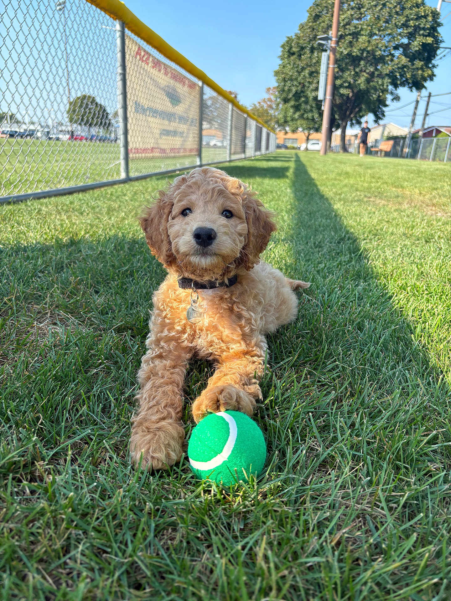 Levi is registered to the contest to win money with this photo: dog, puppy, grass, tennis_ball, outdoor, sunny, fence, collar, pet, animal, cute, playing, park, summer, nature, greenery, canine, daytime, fur, young