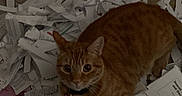 Pumpkin joined the competition — help win amazing prizes! cat, orange_tabby, shredded_paper, mess, floor, indoor, pet, animal, curious, looking_up, collar, playful, carpet, clutter, home, domestic, feline, cute, whiskers, ears