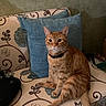 cat, ginger_cat, tabby, pet, indoor, couch, cushion, floral_pattern, furniture, domestic_animal, animal, relaxed, seated, looking_at_camera, collar, mammal, whiskers, tail, cute, household