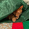 Pumpkin is registered to the contest to win money with this photo: cat, orange_cat, tabby, pet, sleepy, cozy, fabric, green_fabric, paw, whiskers, indoor, resting, cute, feline, animal, bed, blanket, soft, relaxed, domestic_cat
