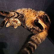 Lily a rejoint le concours — aidez-le/la à gagner de superbes lots ! cat, tabby, stretching, fluffy, relaxed, paw, fur, orange, brown, animal, pet, indoor, cozy, lying_down, whiskers, tail, close_up, soft, mammal, cute