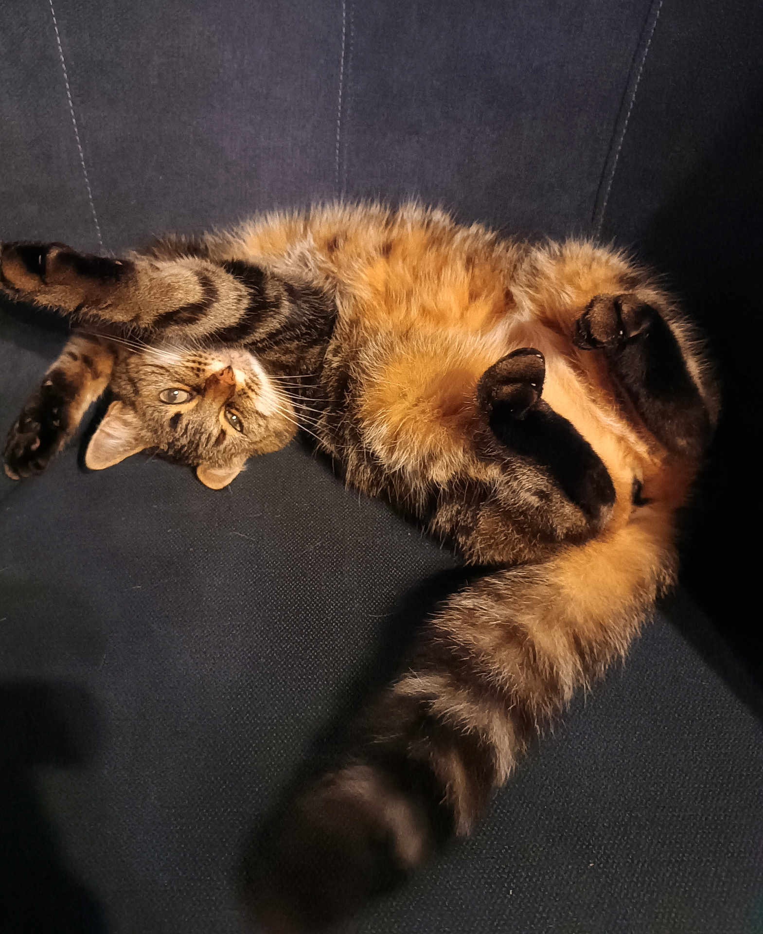 Lily a rejoint le concours — aidez-le/la à gagner de superbes lots ! cat, tabby, stretching, fluffy, relaxed, paw, fur, orange, brown, animal, pet, indoor, cozy, lying_down, whiskers, tail, close_up, soft, mammal, cute