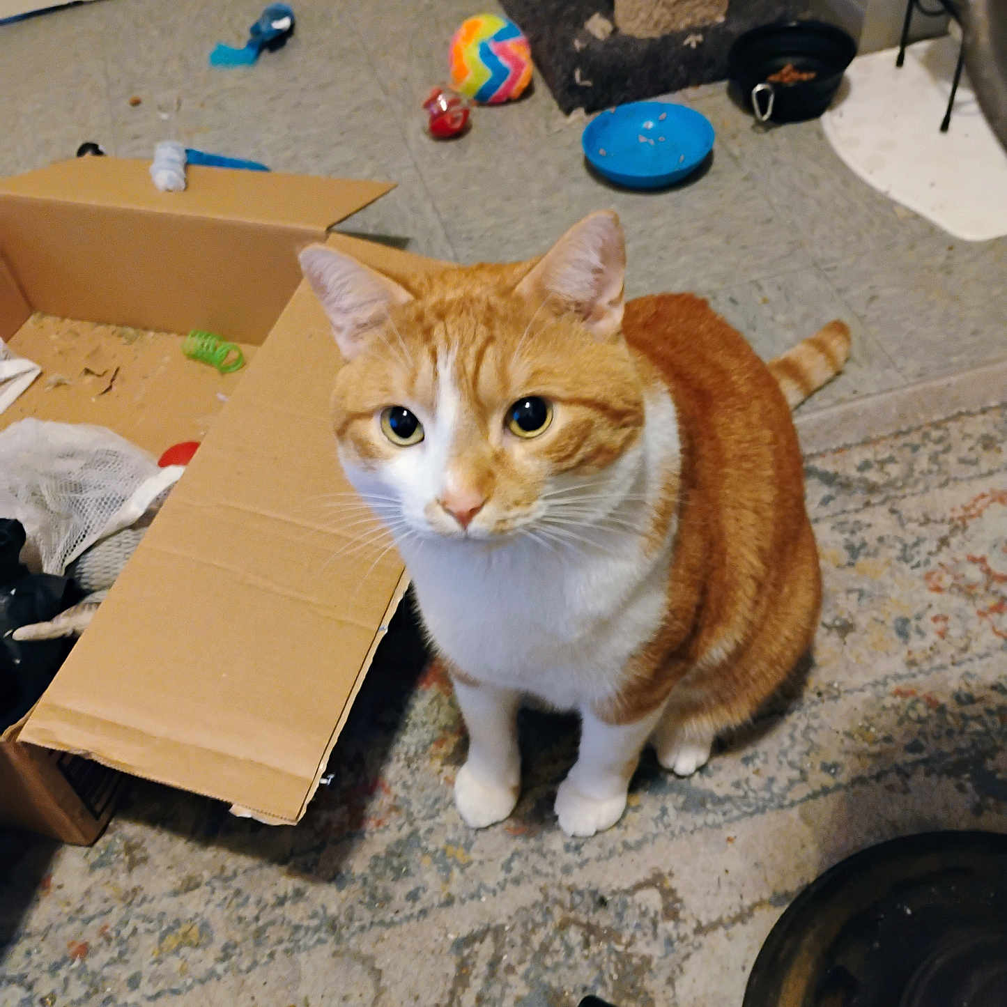 Buddy is registered to the contest to win money with this photo: animal, cardboard_box, carpet, cat, cat_toys, closeup, curious, domestic_cat, feline, floor, home, indoor, orange_cat, pet, playful, remote_control, scratching_post, sitting, toy_ball, white_cat