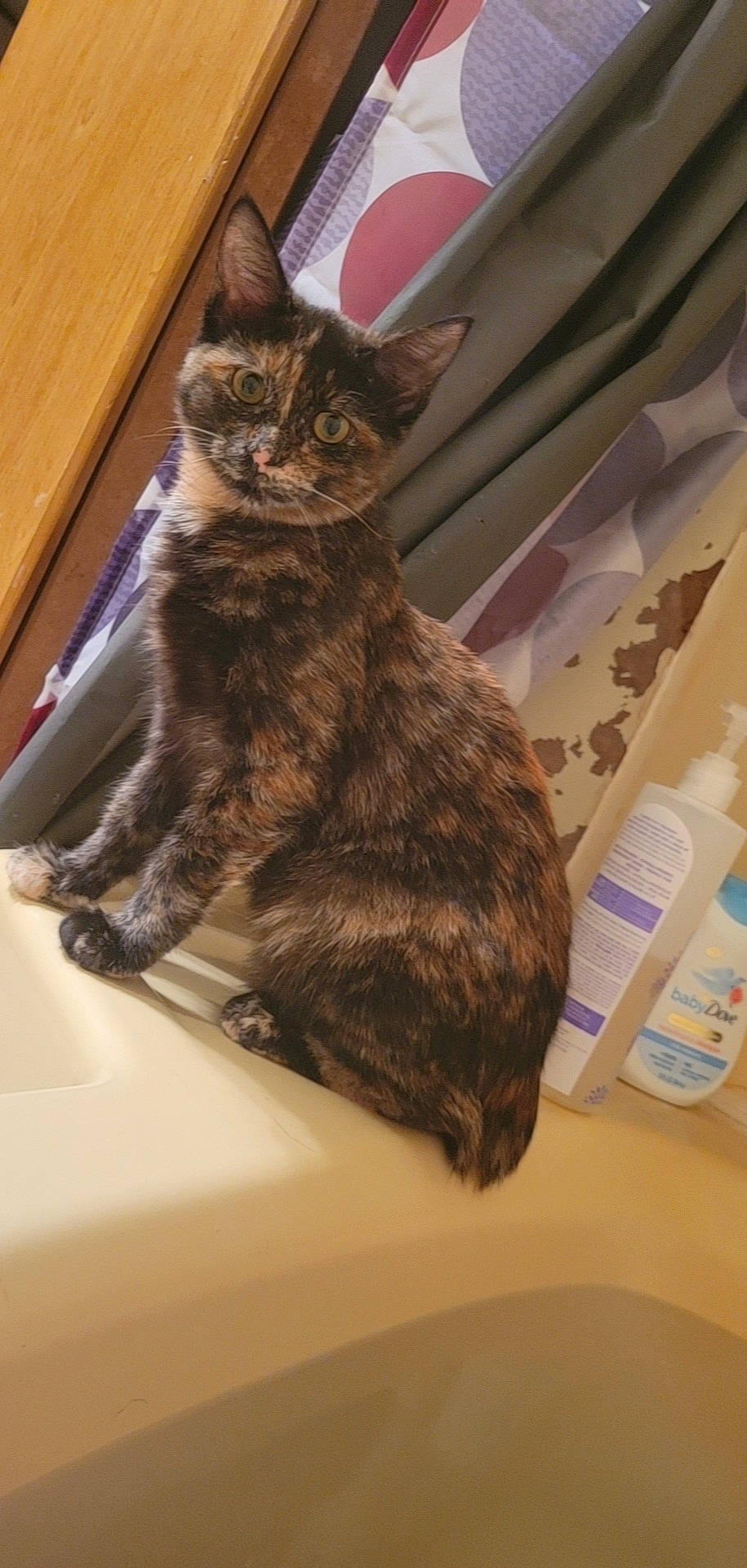 Copper joined the competition — help win amazing prizes! bottle, carnivore, cat, claw, comfort, domestic_short_haired_cat, felidae, fur, paw, plastic_bottle, sitting, small_to_medium_sized_cats, snout, tail, terrestrial_animal, water_bottle, whiskers