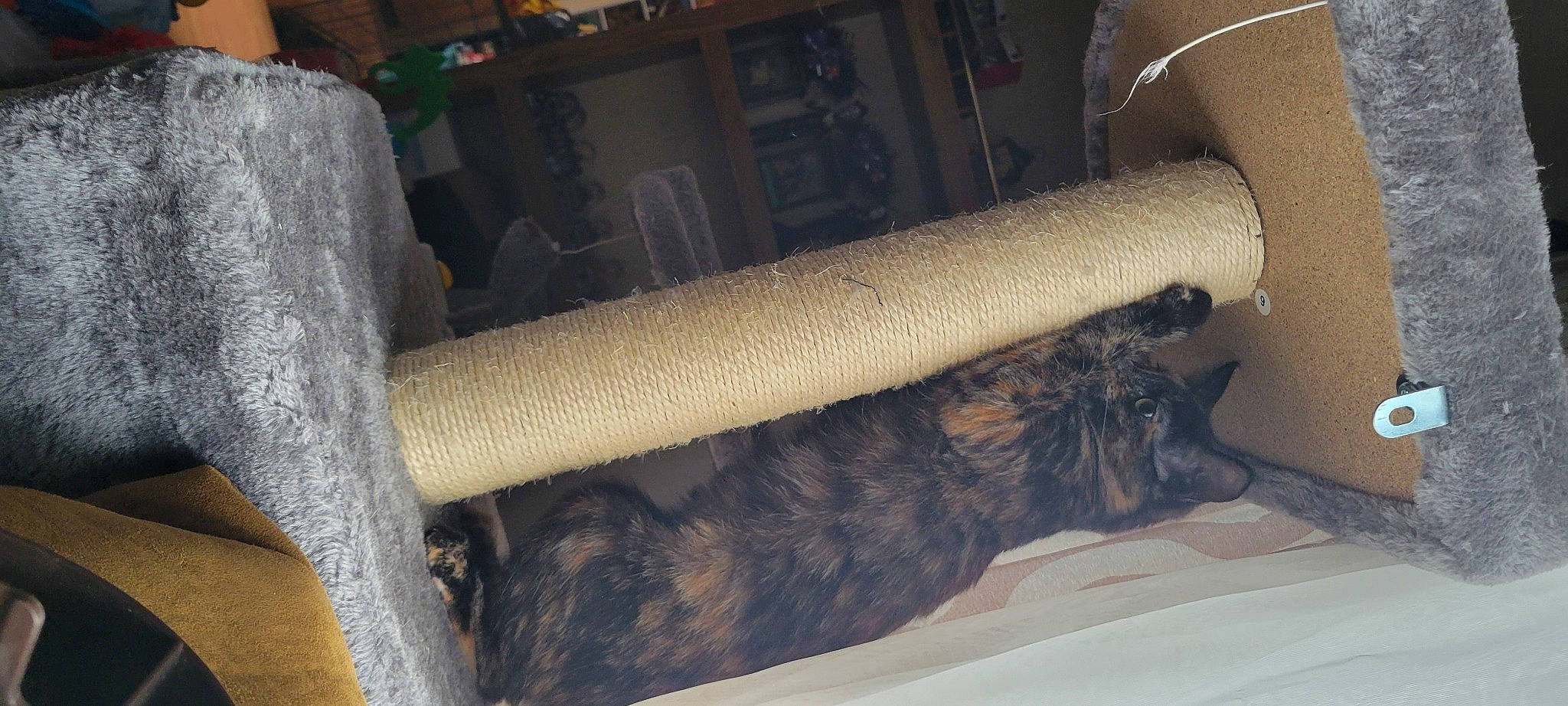 Copper is registered to the contest to win money with this photo: bed, carnivore, comfort, companion_dog, dog, dog_breed, fawn, felidae, foot, human_body, human_leg, knee, small_to_medium_sized_cats, sporting_group, tail, thigh, tree, trunk, vehicle_door, window