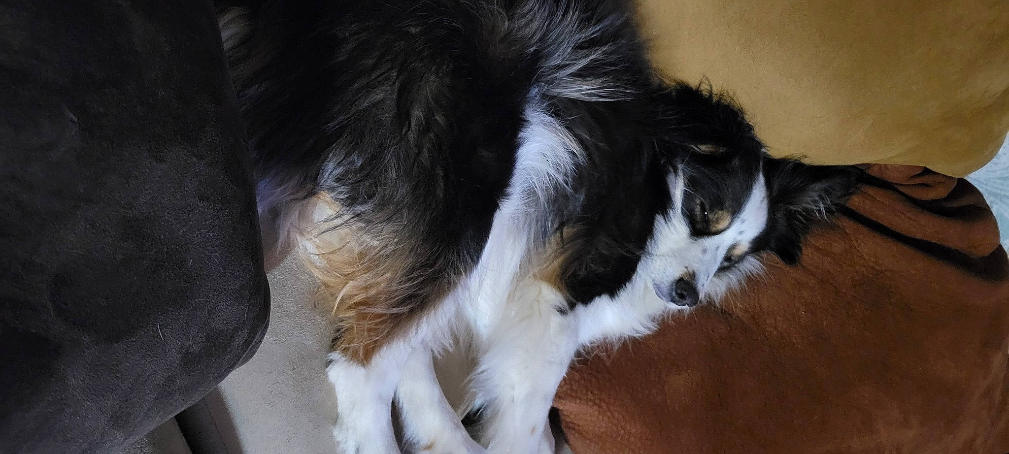 Ryder joined the competition — help win amazing prizes! australian_collie, border_collie, canidae, carnivore, companion_dog, dog, dog_breed, fur, herding_dog, snout, sporting_group, tail, terrestrial_animal, whiskers, working_animal, working_dog