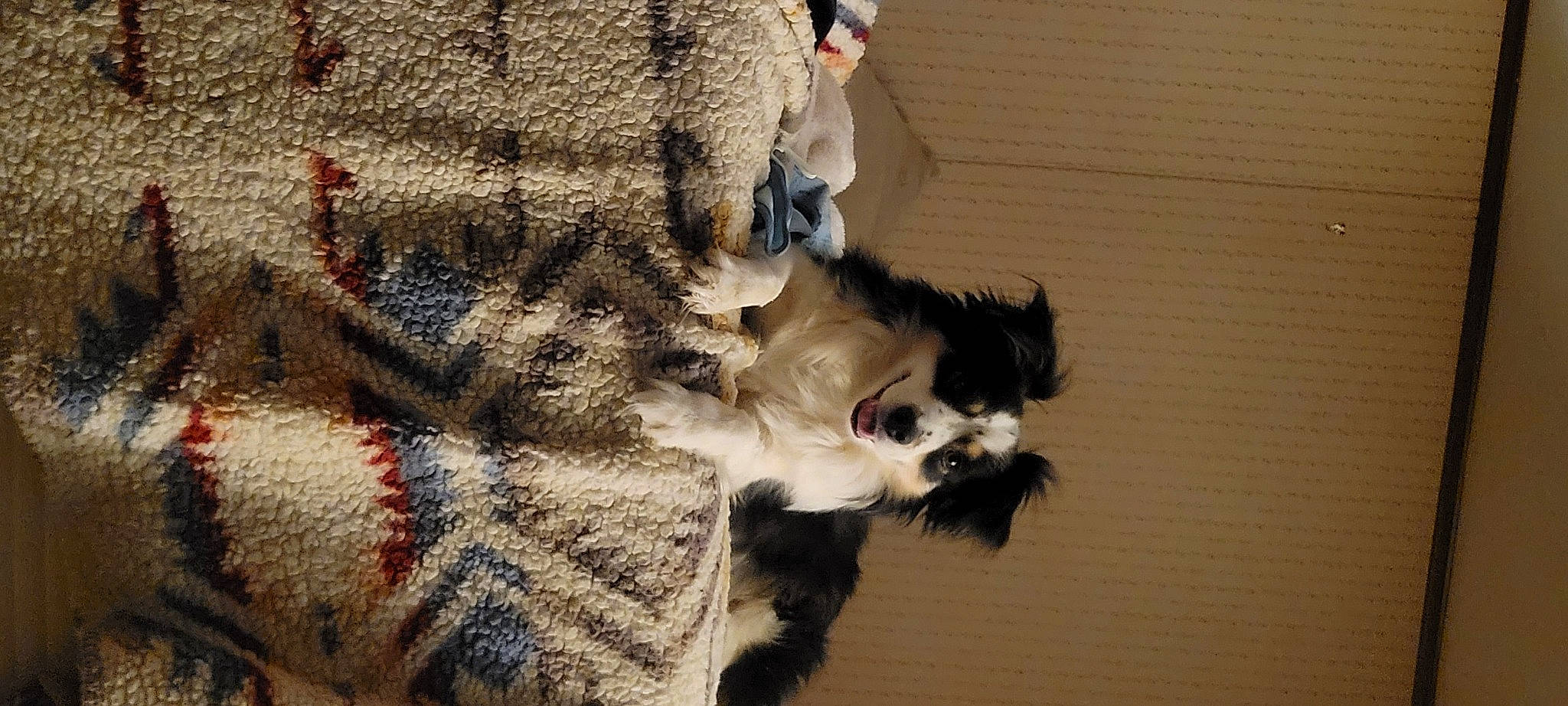 Ryder is registered to the contest to win money with this photo: cap, carnivore, comfort, companion_dog, dog_breed, fashion_accessory, fawn, felidae, fur, fur_clothing, hat, pattern, small_to_medium_sized_cats, snout, tail, tartan, textile, whiskers, wool, woolen