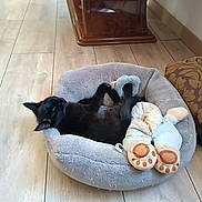 Lola a rejoint le concours — aidez-le/la à gagner de superbes lots ! animal, black_cat, cat, cozy, cute, domestic_animal, floor, furniture, home, indoor, paws, pet_bed, plush, relaxing, resting, sleeping, soft, stuffed_toy, toy, wooden_floor