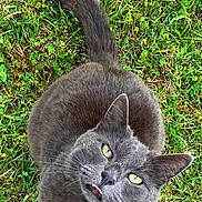 Filou participe au concours pour gagner de l'argent avec cette photo : animal, cat, close_up, cute, daylight, ears, feline, fur, grass, gray_cat, greenery, looking_up, mischievous, nature, outdoor, pet, playful, sitting, tongue_out, whiskers