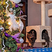 Khloe joined the competition — help win amazing prizes! cat, tabby_cat, cat_tree, christmas_tree, ornaments, purple_ornaments, silver_ornaments, white_ornaments, lights, holiday_decor, indoor, furniture, blanket, patterned_blanket, curious, pet, decorations, festive, cozy, home