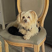 Cookie a rejoint le concours — aidez-le/la à gagner de superbes lots ! dog, chair, wooden_chair, cushion, indoor, pet, fluffy, cream_colored, floor_tiles, furniture, relaxed, looking_at_camera, cozy, home, domestic, animal, companion, sitting, light, neutral_colors