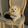 dog, chair, wooden_chair, cushion, indoor, pet, fluffy, cream_colored, floor_tiles, furniture, relaxed, looking_at_camera, cozy, home, domestic, animal, companion, sitting, light, neutral_colors