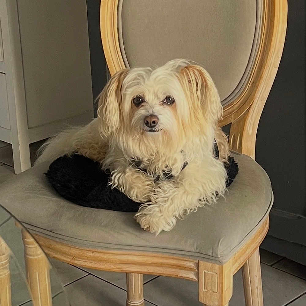 Cookie