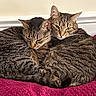 cat, tabby_cat, feline, pet, animal, cozy, curled_up, striped, sleepy, resting, indoor, blanket, purple_blanket, cute, companionship, snuggling, two_cats, fur, whiskers, ears