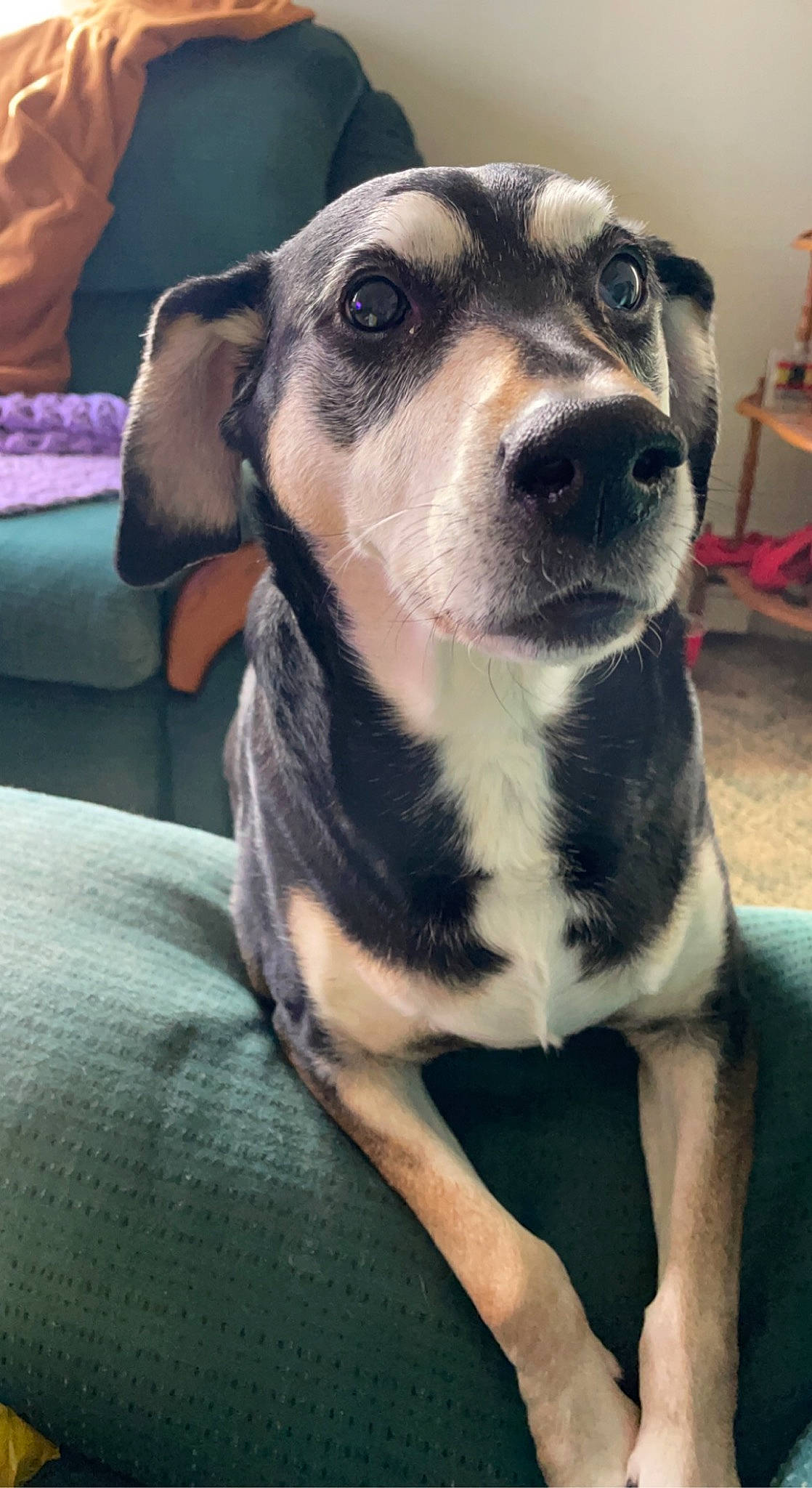 Wendi is registered to the contest to win money with this photo: canidae, carnivore, collar, companion_dog, dog, dog_breed, dog_clothes, dog_collar, dog_supply, eye, fawn, fur, jaw, pet_supply, snout, sporting_group, terrestrial_animal, whiskers, working_animal, working_dog