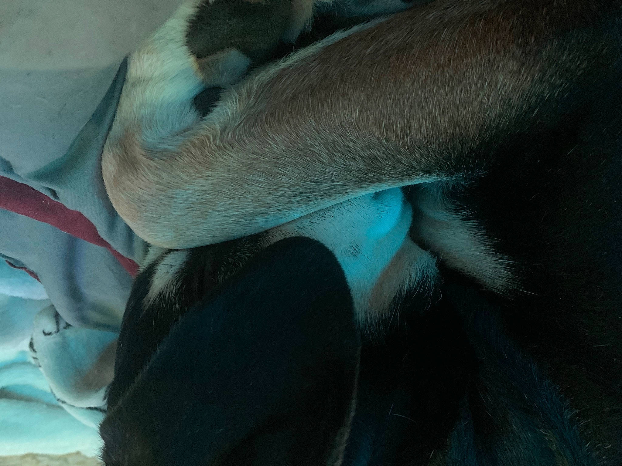 Wendi is registered to the contest to win money with this photo: _geese_and_swans, azure, beak, bird, carnivore, comfort, duck, ducks, electric_blue, feather, fur, human_body, human_leg, plant, seabird, snout, swan, terrestrial_animal, water_bird, wildlife