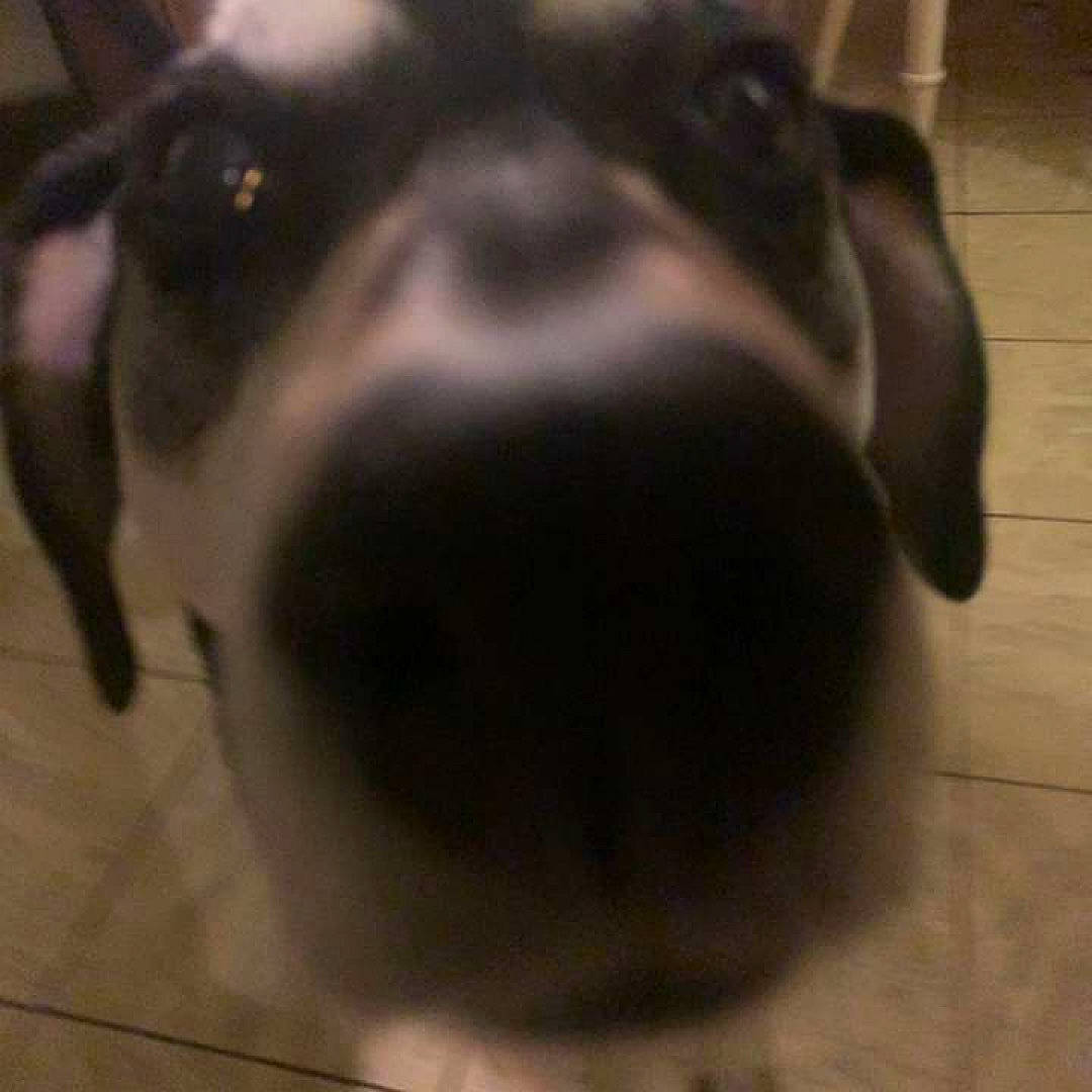 Wendi is registered to the contest to win money with this photo: borador, canidae, carnivore, companion_dog, dog, dog_breed, ear, fawn, flooring, fur, guard_dog, liver, non_sporting_group, paw, pet_supply, snout, sporting_group, whiskers, working_animal, working_dog