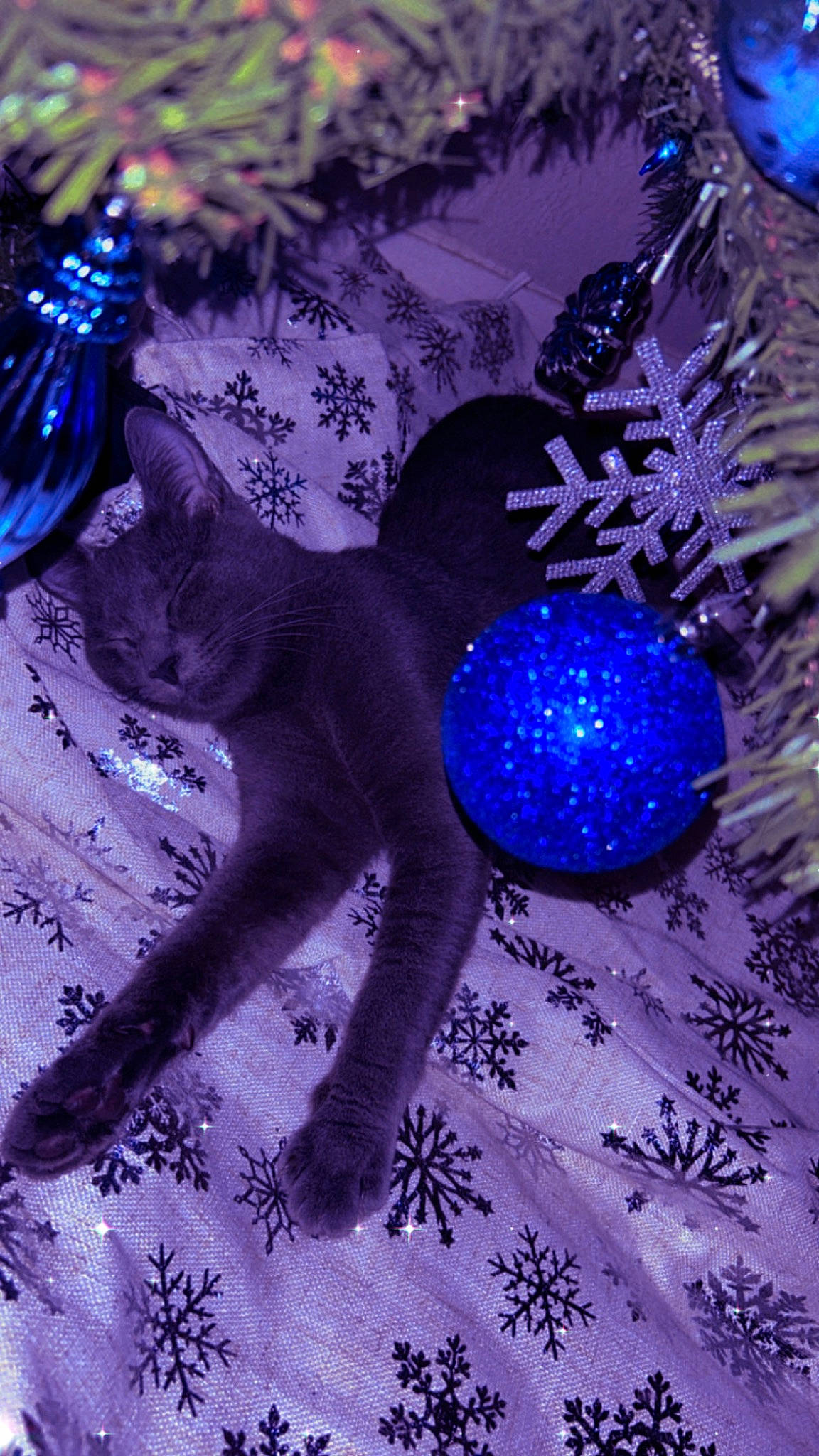 Baloo is registered to the contest to win money with this photo: carnivore, cat, christmas, christmas_decoration, christmas_ornament, electric_blue, event, felidae, hat, holiday_ornament, magenta, organism, ornament, plant, purple, small_to_medium_sized_cats, tail, violet, whiskers, winter
