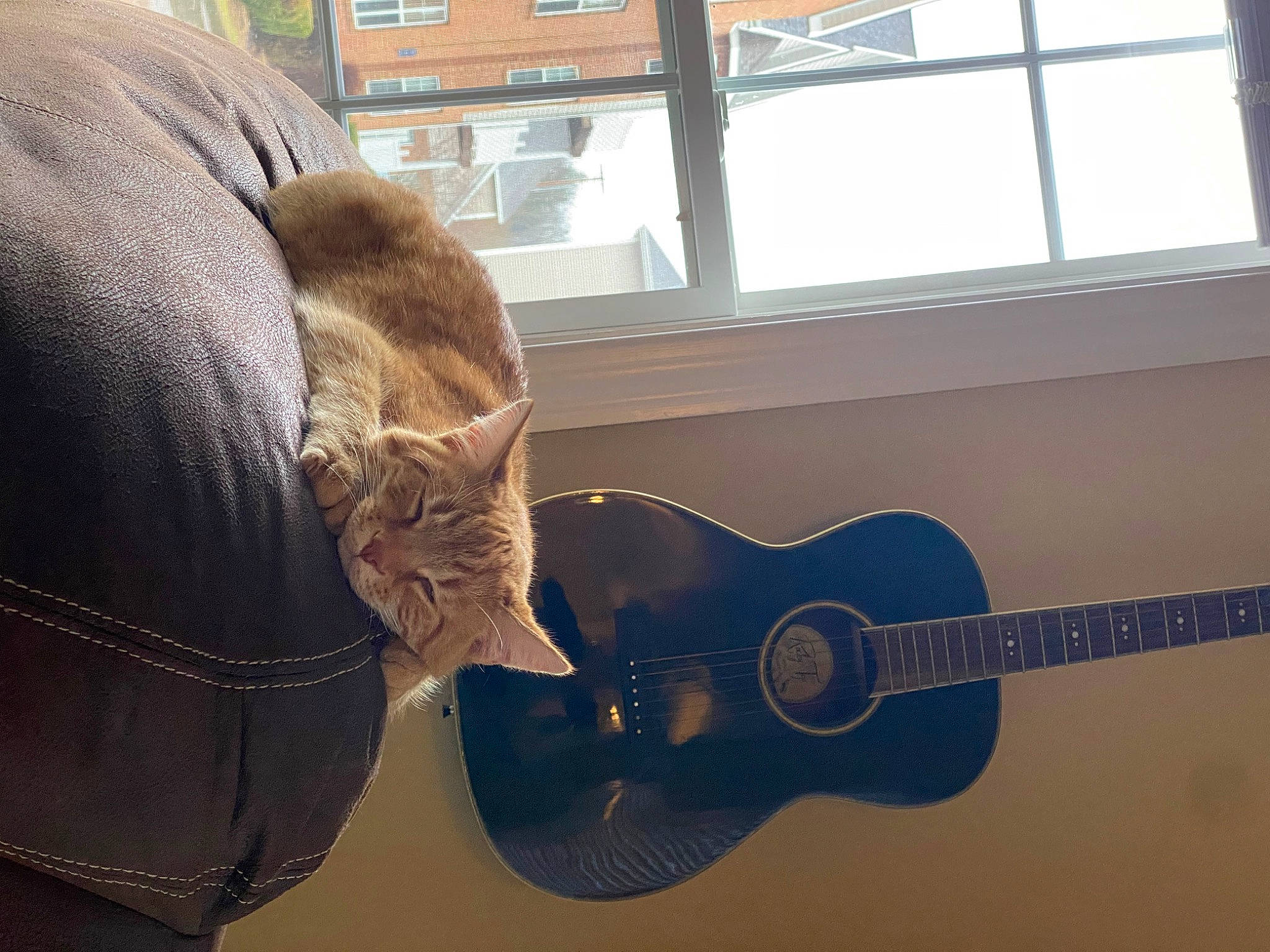 Whiskey Bobby joined the competition — help win amazing prizes! acoustic_electric_guitar, acoustic_guitar, carnivore, cat, comfort, electric_guitar, felidae, guitar, guitar_accessory, musical_instrument, musician, plucked_string_instruments, small_to_medium_sized_cats, string_instrument, string_instrument_accessory, tail, whiskers, window, wood