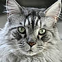 Souvenir participe au concours pour gagner de l'argent avec cette photo : cat, gray_cat, tabby, close_up, fluffy, green_eyes, whiskers, ears, fur, portrait, pet, animal, feline, indoor, cute, face, muzzle, soft_light, domestic_cat, alert