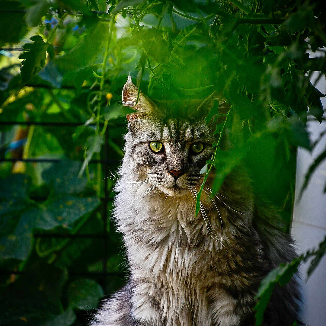 Souvenir a rejoint le concours — aidez-le/la à gagner de superbes lots ! animal, cat, closeup, curious, cute, feline, fluffy, garden, green_eyes, greenery, leaves, nature, outdoor, pet, plants, portrait, sitting, tabby, vegetation, wildlife
