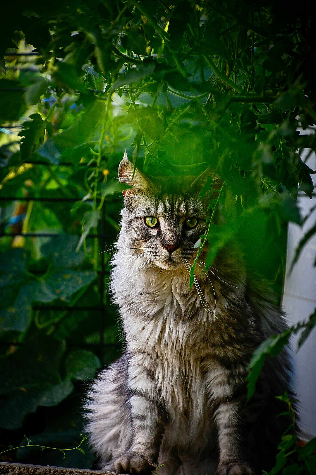 Souvenir a rejoint le concours — aidez-le/la à gagner de superbes lots ! cat, tabby, fluffy, green_eyes, sitting, plants, leaves, outdoor, nature, garden, portrait, animal, feline, vegetation, closeup, pet, greenery, wildlife, cute, curious