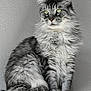 Souvenir participe au concours pour gagner de l'argent avec cette photo : cat, fluffy, gray_tabby, sitting, green_eyes, fur, pet, animal, indoor, portrait, feline, whiskers, closeup, domestic_cat, texture, wall, resting, cute, calm, soft