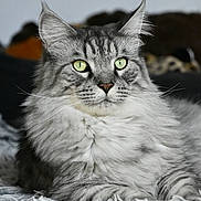 Souvenir participe au concours pour gagner de l'argent avec cette photo : cat, fluffy, gray_tabby, green_eyes, pet, animal, feline, whiskers, portrait, indoor, soft, texture, relaxed, closeup, cute, fur, laying_down, focus, alert, ears