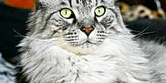Souvenir a rejoint le concours — aidez-le/la à gagner de superbes lots ! cat, tabby, fluffy, gray, green_eyes, pet, animal, feline, lying_down, indoor, closeup, portrait, whiskers, fur, relaxed, cute, domestic, mammal, soft, texture