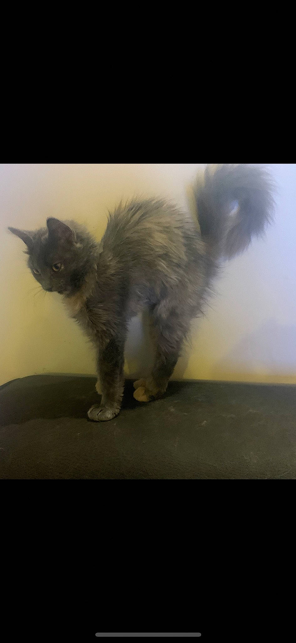 Pitchoun a rejoint le concours — aidez-le/la à gagner de superbes lots ! automotive_tire, carnivore, cat, claw, domestic_short_haired_cat, eye, felidae, fur, head, metal, paw, sitting, sky, small_to_medium_sized_cats, tail, terrestrial_animal, whiskers, windshield