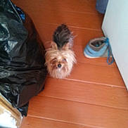 Chewbacca joined the competition — help win amazing prizes! bag, black_trash_bag, blurry, chair_legs, curious, cute, dog, doorway, floorboards, fur, home_interior, indoor, looking_up, pet, shoe, small_dog, sneaker, standing, tiny, wooden_floor