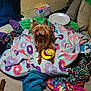 Chewbacca joined the competition — help win amazing prizes! bed, blanket, box, clutter, colorful, cozy, dog, emoji_ball, floor, fur, indoor, living_room, paper_plate, patterned_fabric, pet, pillow, playful, small_dog, toy, yorkshire_terrier