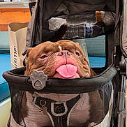 Milo joined the competition — help win amazing prizes! dog, bulldog, pet, stroller, tongue, pink_tongue, wrinkled_face, brown_fur, short_snout, sitting, portrait, indoor, store, shopping, shopping_bag, mesh, carrier, harness, cute, funny