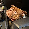 Milo is registered to the contest to win money with this photo: dog, bulldog, canine, pet, animal, brown_fur, wrinkled_face, floppy_ears, short_snout, sleepy, side_eye, close_up, portrait, car, vehicle, interior, leather_seat, center_console, photography, funny