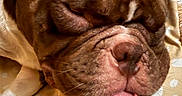 Milo is registered to the contest to win money with this photo: dog, bulldog, brown_dog, sleeping, sleepy, wrinkles, tongue, closed_eyes, snout, nose, pet, canine, closeup, portrait, bed, blanket, polka_dots, indoors, cozy, funny