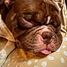 dog, bulldog, brown_dog, sleeping, sleepy, wrinkles, tongue, closed_eyes, snout, nose, pet, canine, closeup, portrait, bed, blanket, polka_dots, indoors, cozy, funny