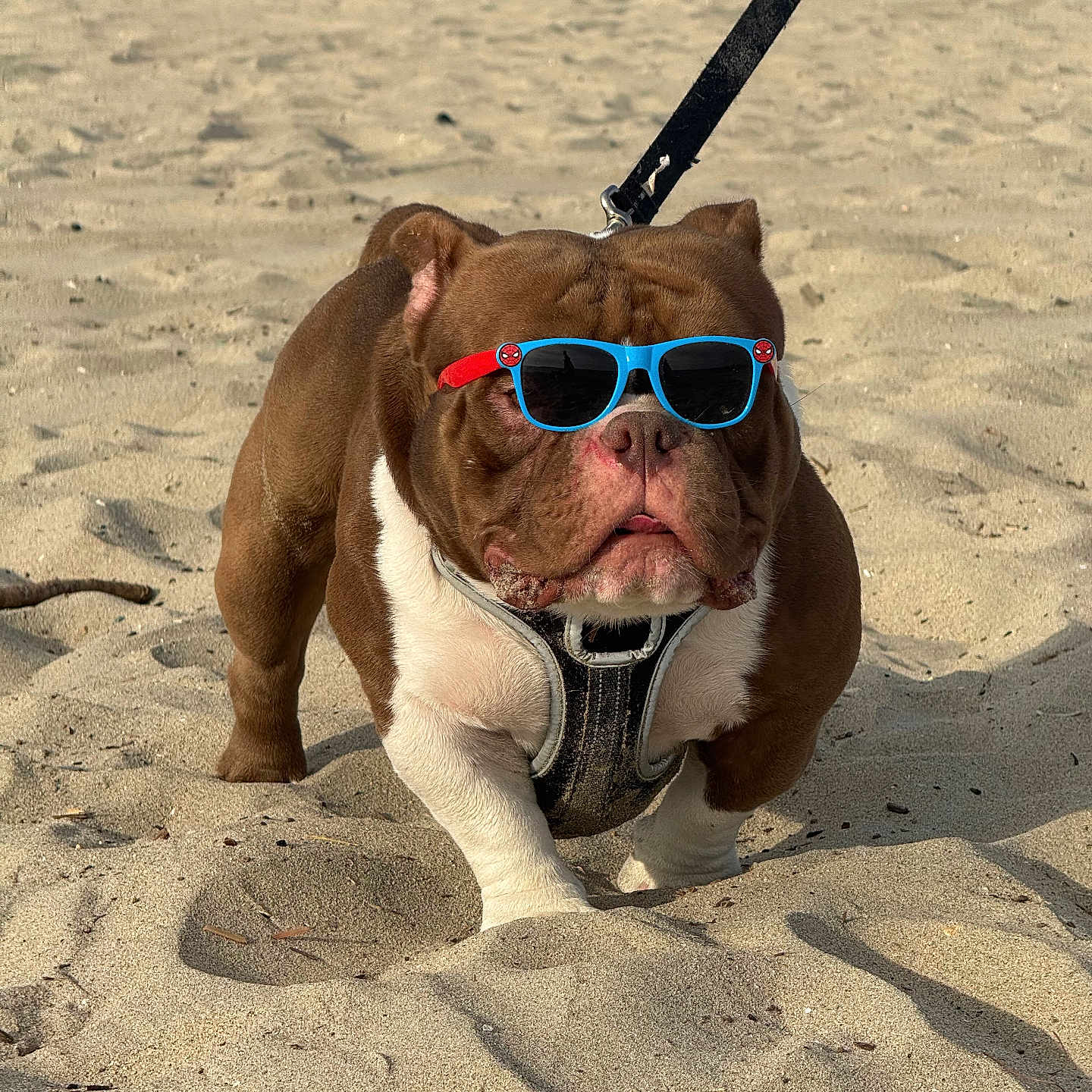 Milo
