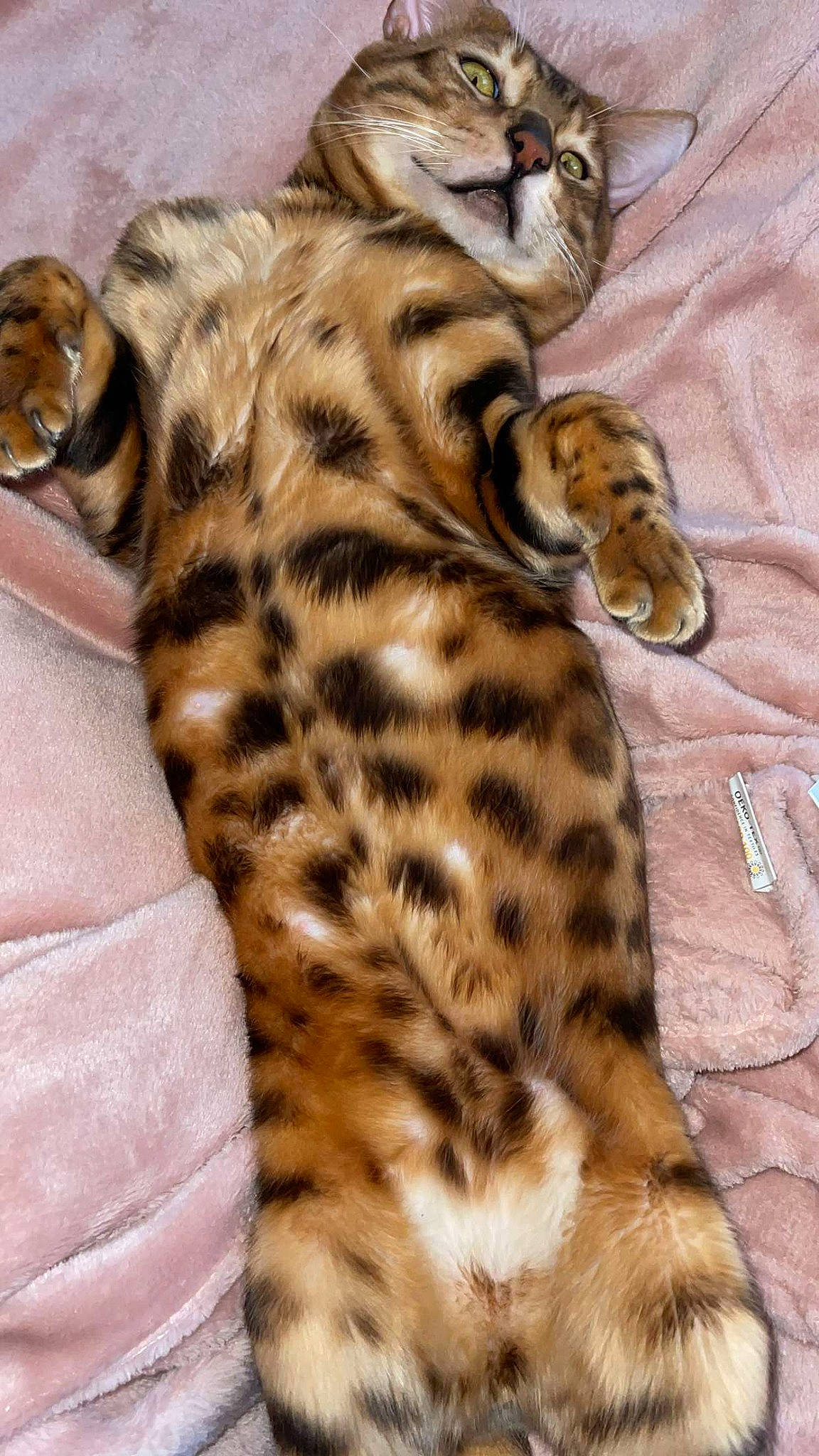 Beerus participe au concours pour gagner de l'argent avec cette photo : bed, big_cats, carnivore, claw, close_up, comfort, eye, fawn, felidae, fur, head, mammal, pattern, paw, small_to_medium_sized_cats, snout, tail, terrestrial_animal, whiskers, wildlife