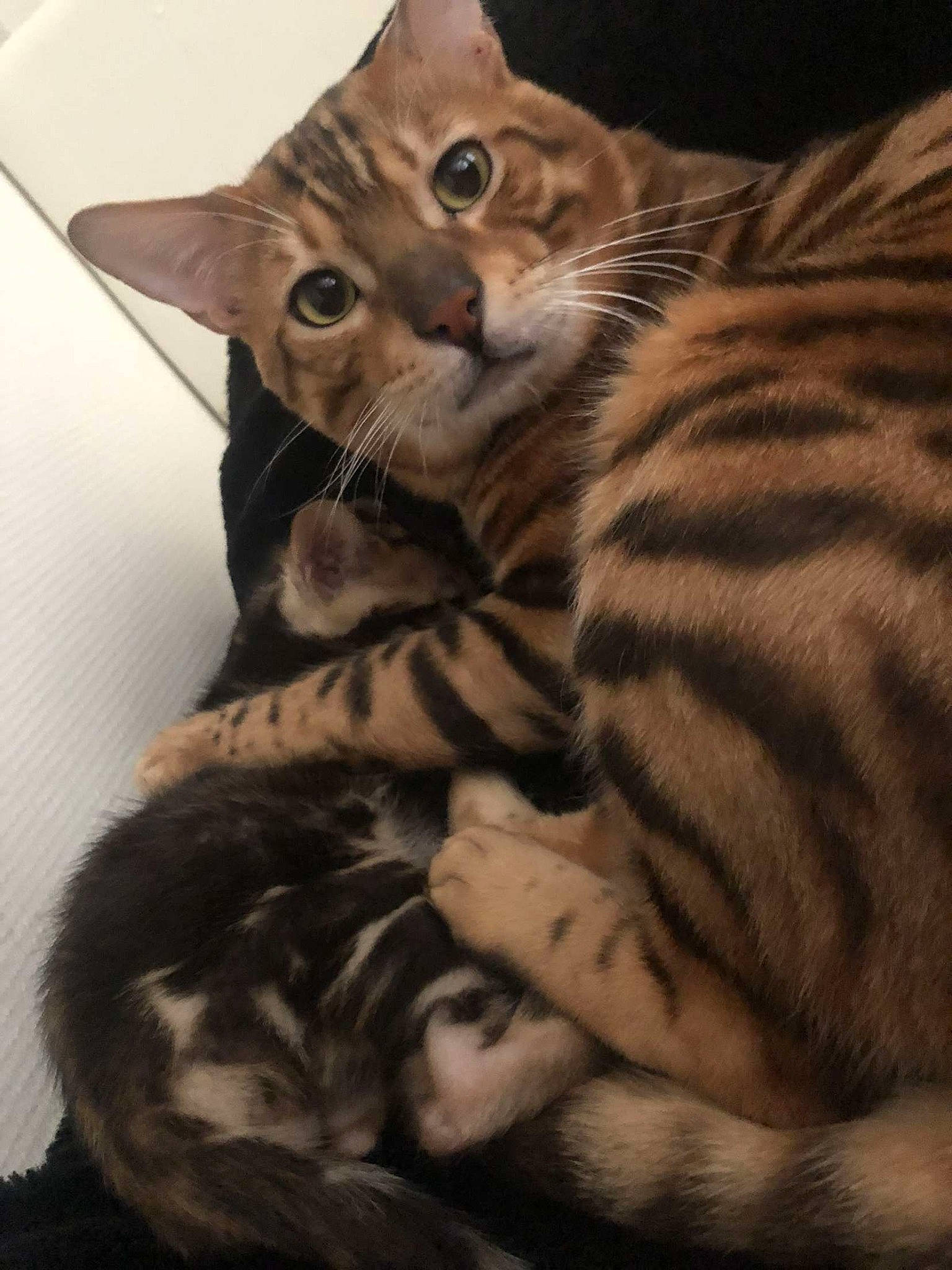 Beerus a rejoint le concours — aidez-le/la à gagner de superbes lots ! carnivore, cat, claw, comfort, domestic_short_haired_cat, eye, felidae, fur, paw, sitting, small_to_medium_sized_cats, snout, tail, terrestrial_animal, whiskers, wildlife