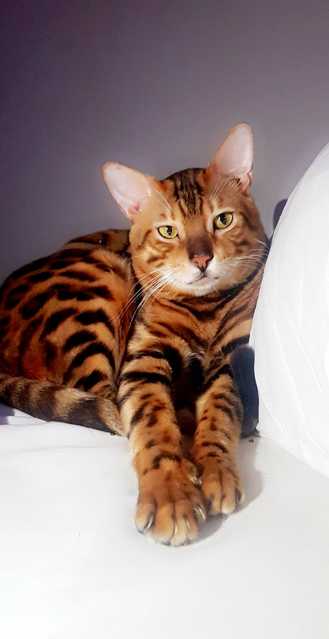 Beerus a rejoint le concours — aidez-le/la à gagner de superbes lots ! carnivore, cat, claw, comfort, domestic_short_haired_cat, eye, fawn, felidae, foot, fur, head, paw, sitting, small_to_medium_sized_cats, snout, tail, terrestrial_animal, whiskers