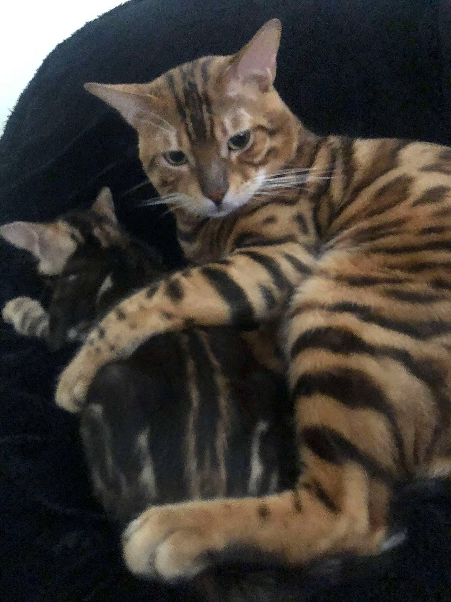 Beerus participe au concours pour gagner de l'argent avec cette photo : carnivore, cat, claw, comfort, domestic_short_haired_cat, eye, felidae, fur, head, paw, sitting, small_to_medium_sized_cats, snout, tail, terrestrial_animal, whiskers, wildlife