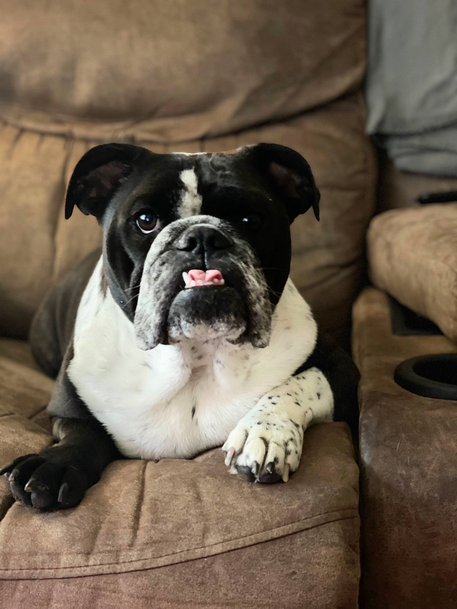 Oreo joined the competition — help win amazing prizes! bored, canidae, carnivore, comfort, companion_dog, couch, dog, dog_breed, fawn, grey, molosser, non_sporting_group, puppy, sleeper_chair, sporting_group, terrestrial_animal, whiskers, working_animal, working_dog, wrinkle