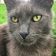 Yoda is registered to the contest to win money with this photo: animal, cat, close_up, curious, cute, eyes, face, feline, focus, green_background, grey_fur, mammal, nature, outdoor, pet, portrait, soft_fur, whiskers, wildlife, yellow_eyes
