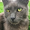 animal, cat, close_up, curious, cute, eyes, face, feline, focus, green_background, grey_fur, mammal, nature, outdoor, pet, portrait, soft_fur, whiskers, wildlife, yellow_eyes