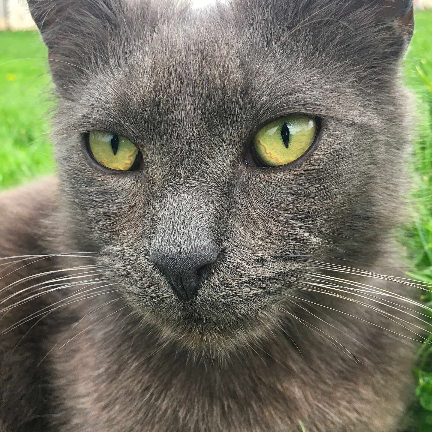 Yoda