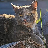 Svetlana is registered to the contest to win money with this photo: animal, cat, close_up, daylight, ears, fur, grass, gray_cat, mammal, nature, outdoor, pet, portrait, relaxing, resting, sunlight, tree_stump, whiskers, wildlife, yellow_eyes