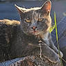 animal, cat, close_up, daylight, ears, fur, grass, gray_cat, mammal, nature, outdoor, pet, portrait, relaxing, resting, sunlight, tree_stump, whiskers, wildlife, yellow_eyes