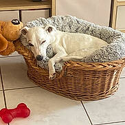 Iron participe au concours pour gagner de l'argent avec cette photo : dog, white_dog, sleeping, basket, dog_bed, fluffy_bed, plush_toy, red_chew_toy, tiled_floor, indoor, cozy, resting, pet, animal, home_interior, furniture, relaxed, cute, canine, nap_time